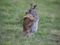 1009-1746 Weston park kangaroos (093694)